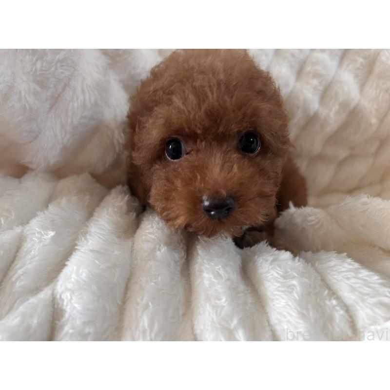 販売中の静岡県のトイプードル-446552の3枚目