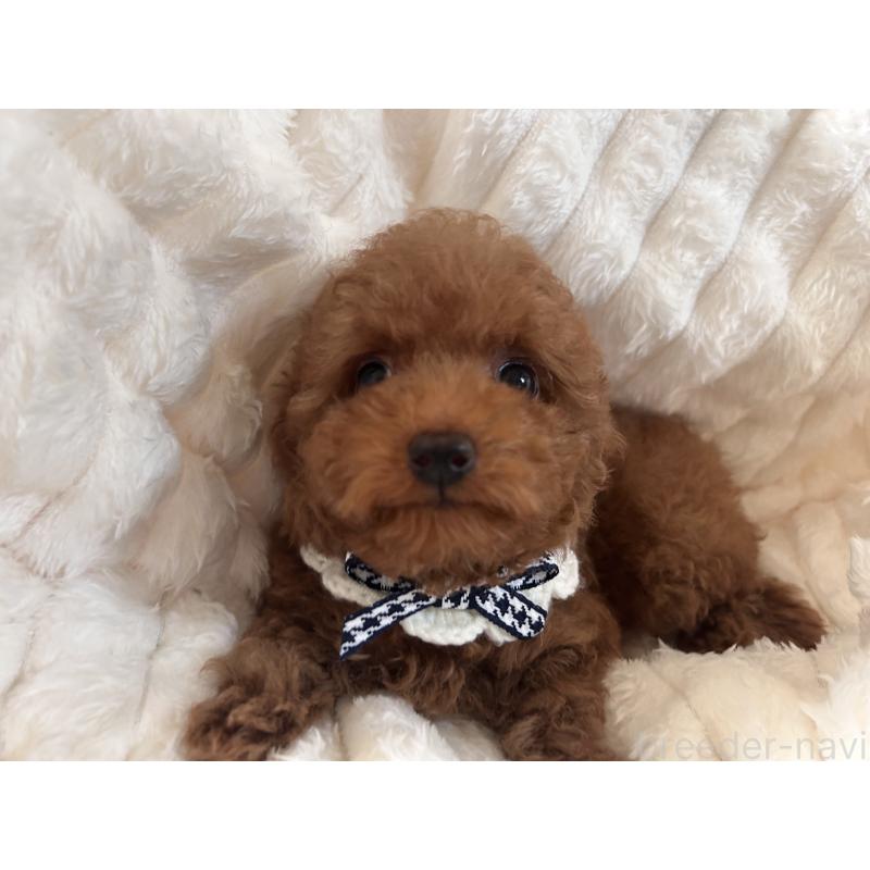 販売中の静岡県のトイプードル-446552の2枚目
