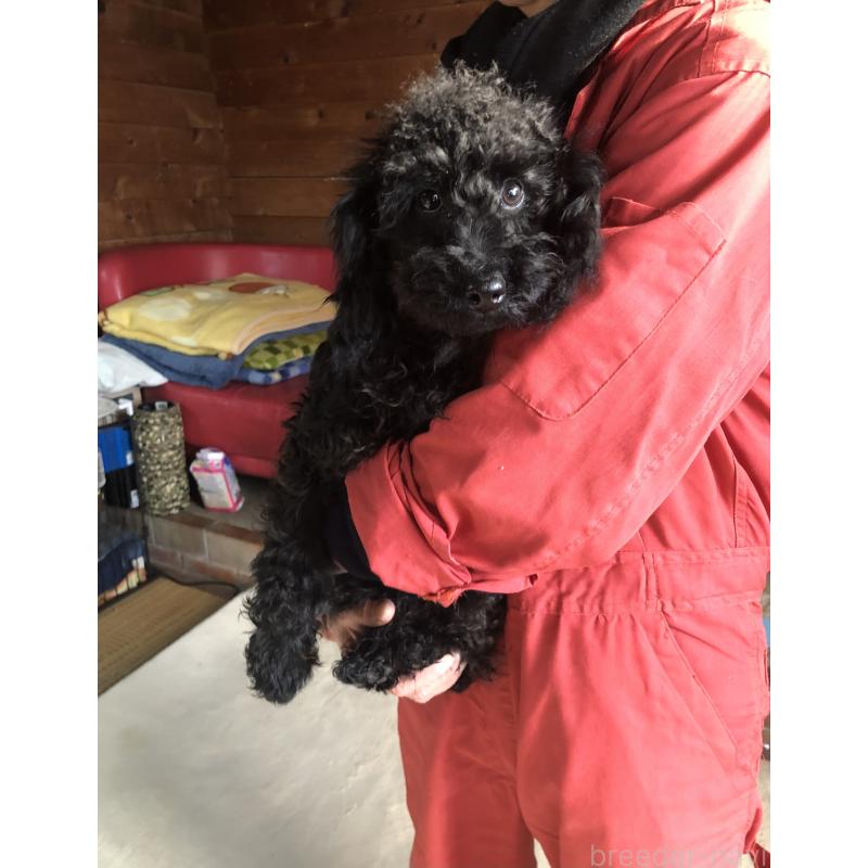 販売中の兵庫県のトイプードル-431955の10枚目