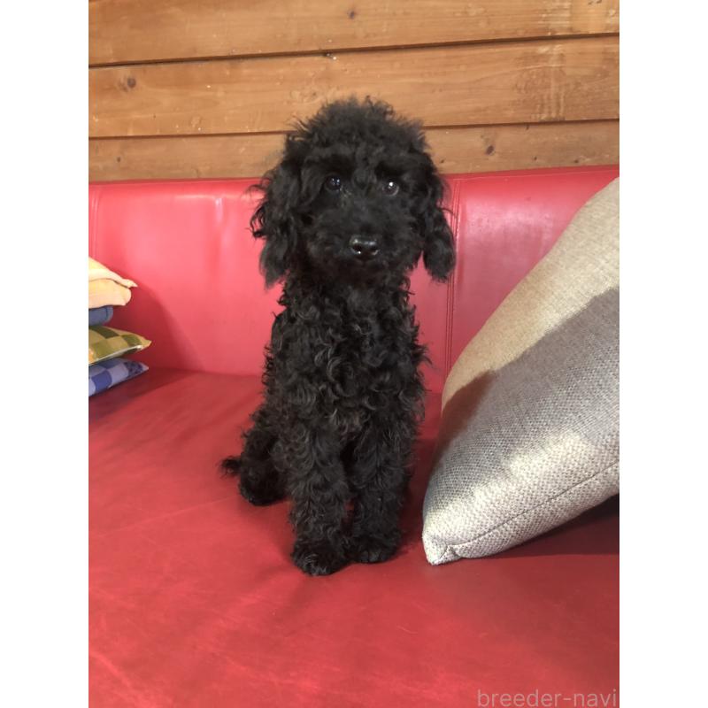 販売中の兵庫県のトイプードル-431955の7枚目