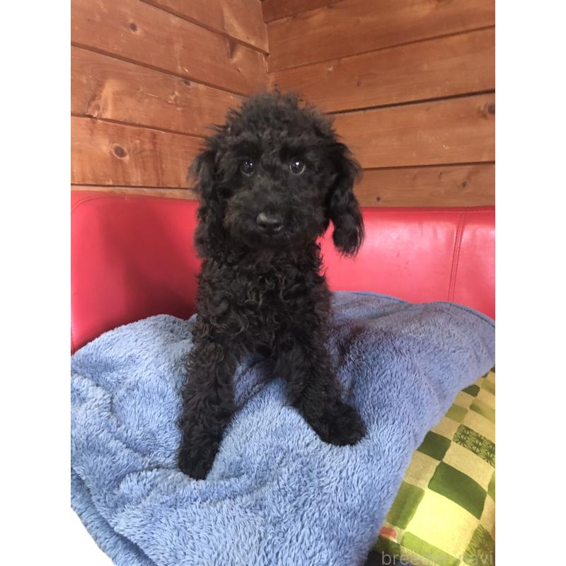 販売中の兵庫県のトイプードル-431955