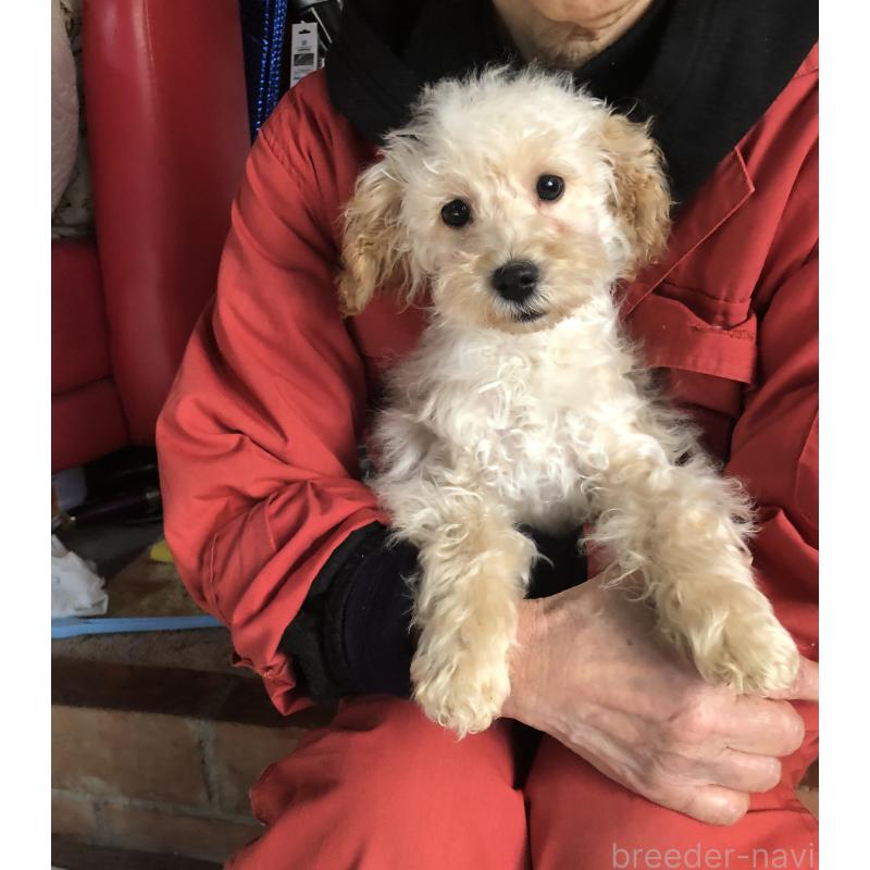 販売中の兵庫県のトイプードル-437676