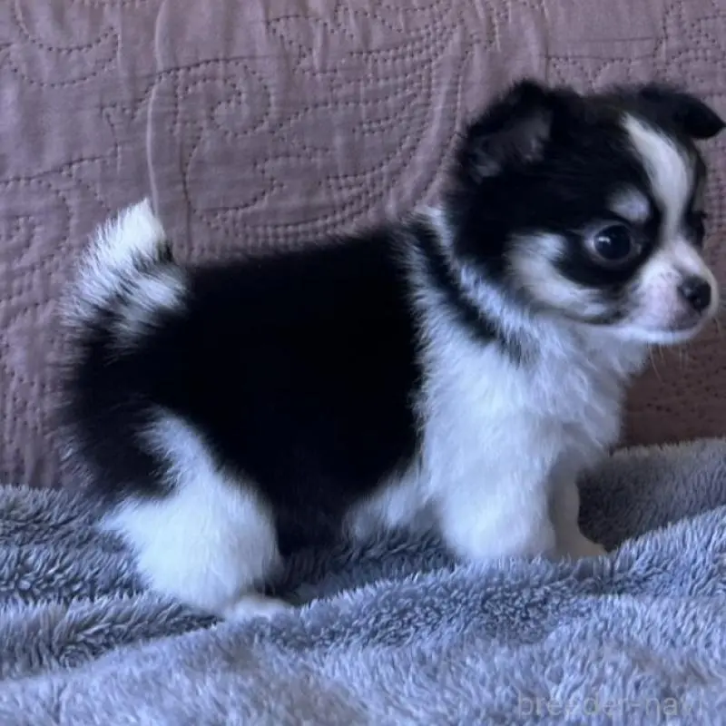 販売中の茨城県のチワワ(ロングコート)-451100の5枚目