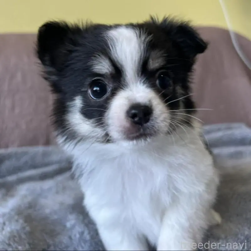 販売中の茨城県のチワワ(ロングコート)-451100の4枚目