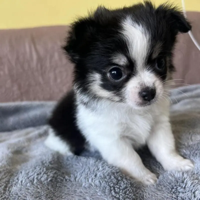 販売中の茨城県のチワワ(ロングコート)-451100の3枚目