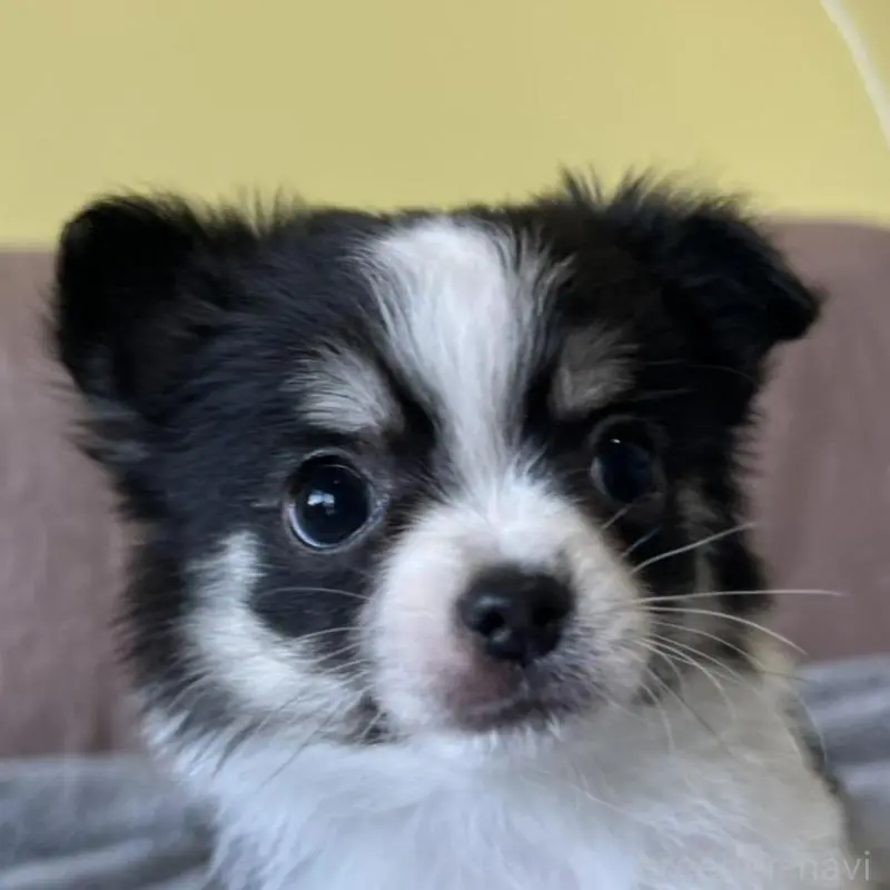 販売中の茨城県のチワワ(ロングコート)-451100