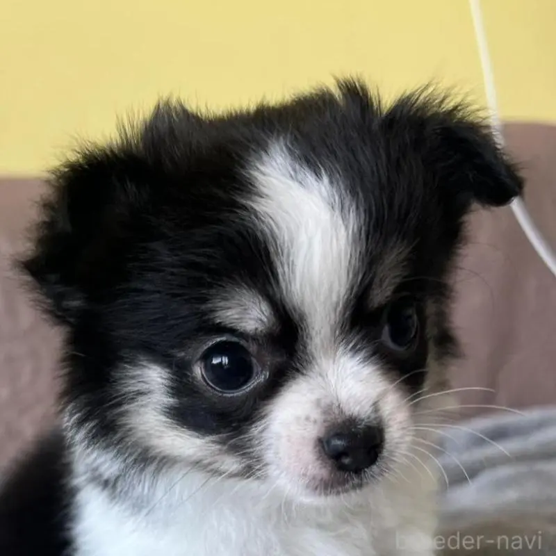 販売中の茨城県のチワワ(ロングコート)-451100の2枚目