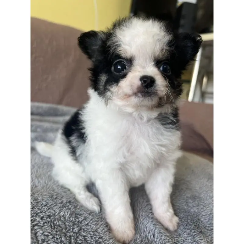 販売中の茨城県のチワマル:チワワ×マルチーズ-451102の6枚目