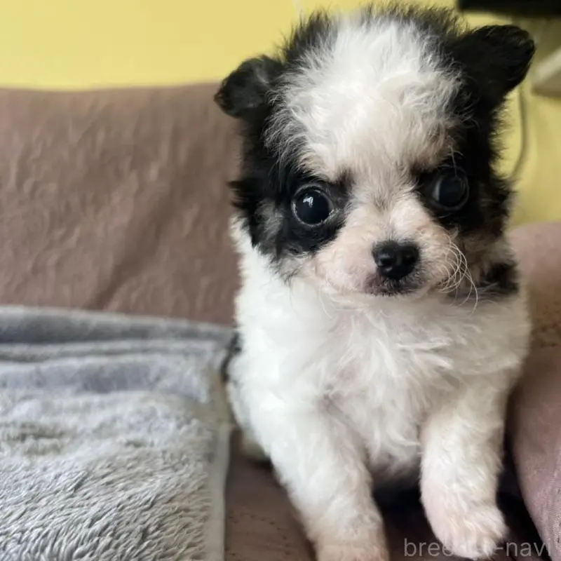 販売中の茨城県のチワマル:チワワ×マルチーズ-451102の5枚目