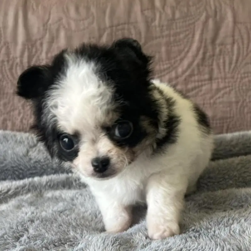 販売中の茨城県のチワマル:チワワ×マルチーズ-451102の3枚目