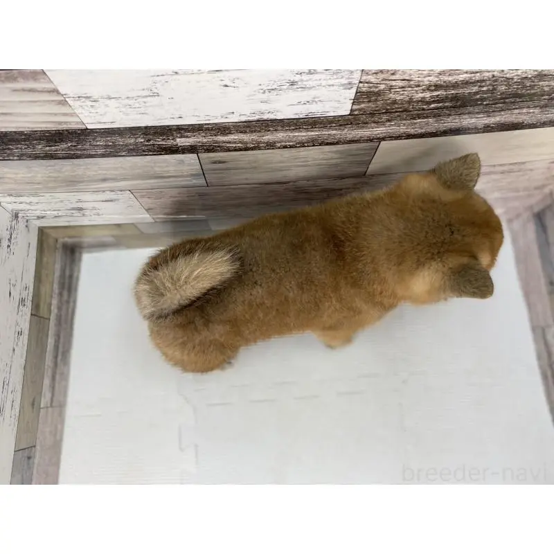 販売中の愛知県の柴犬-451104の4枚目