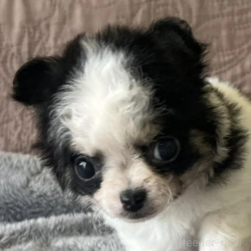 販売中の茨城県のチワマル:チワワ×マルチーズ-451102の2枚目