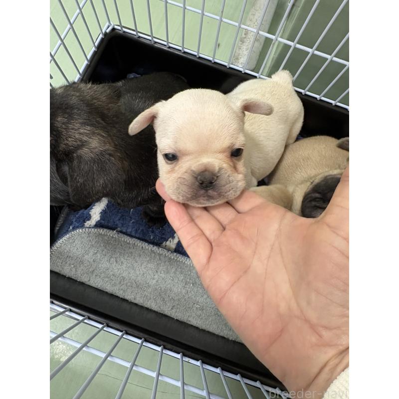 商談中の静岡県のフレンチブルドッグ-444315の3枚目