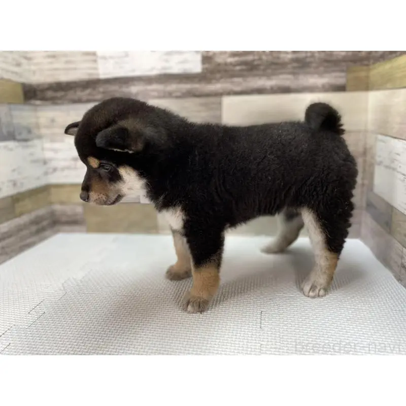 販売中の愛知県の柴犬-451109の4枚目