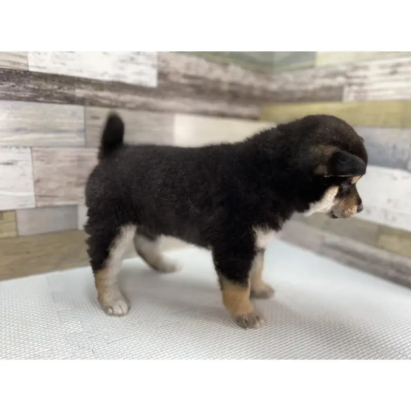 販売中の愛知県の柴犬-451109の3枚目