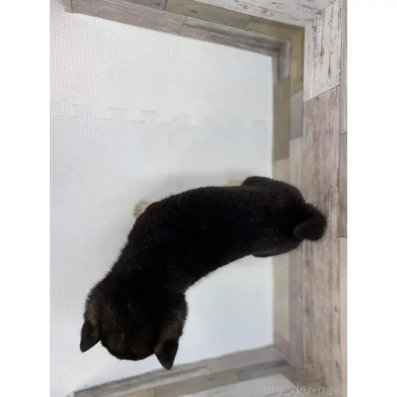 販売中の愛知県の柴犬-451109の2枚目