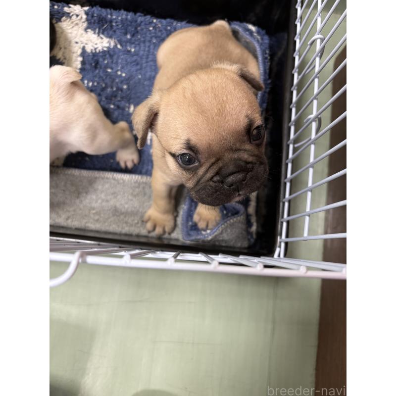 販売中の静岡県のフレンチブルドッグ-444318の6枚目