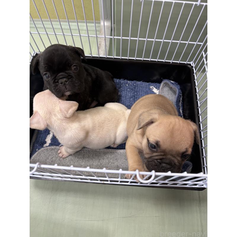 販売中の静岡県のフレンチブルドッグ-444320の7枚目