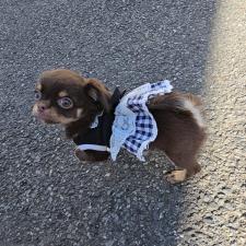 ♀︎チワワ(ロングコート)