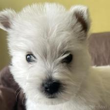 ♀︎ウエストハイランドホワイトテリア(ウエスティ)