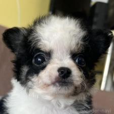 オンライン見学