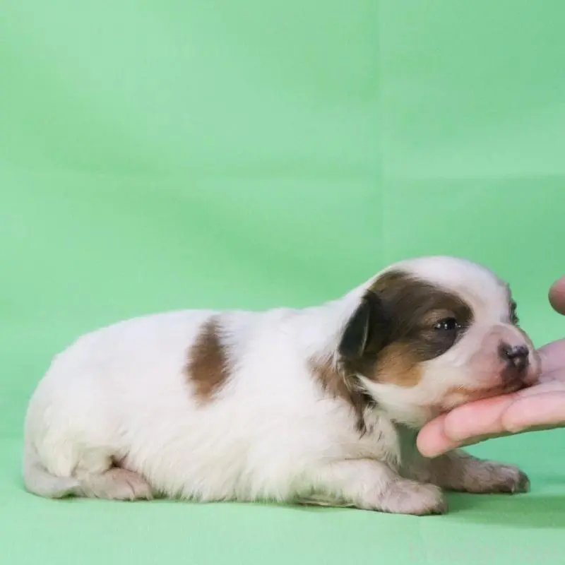 販売中の愛知県のパピヨン-451373の3枚目