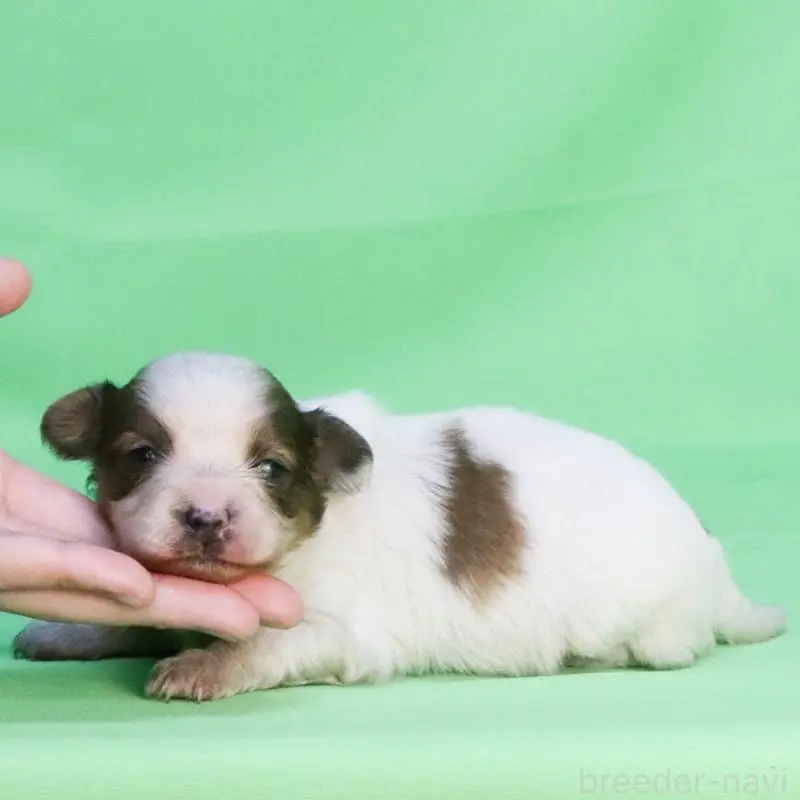 販売中の愛知県のパピヨン-451373の2枚目