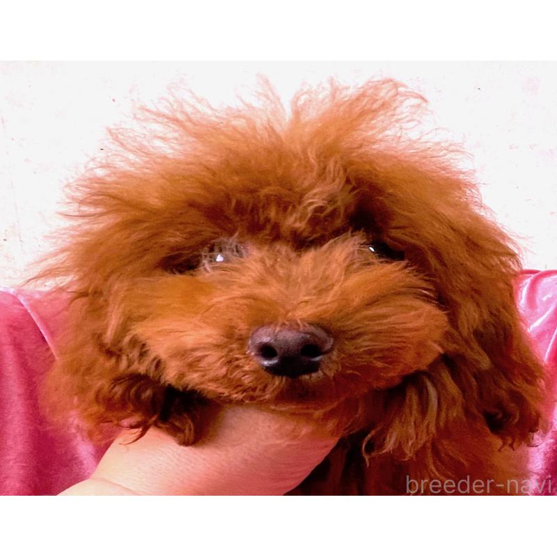 販売中の大阪府のティーカッププードル-427611の5枚目