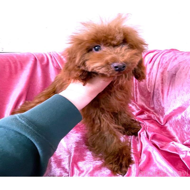 販売中の大阪府のティーカッププードル-427611の4枚目