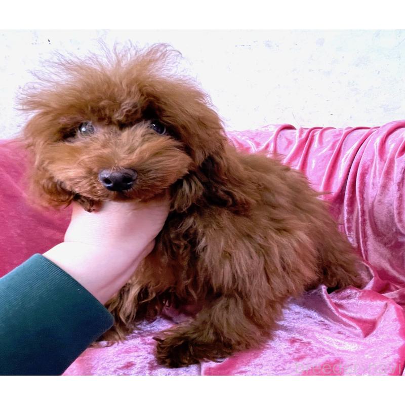 販売中の大阪府のティーカッププードル-427611の3枚目