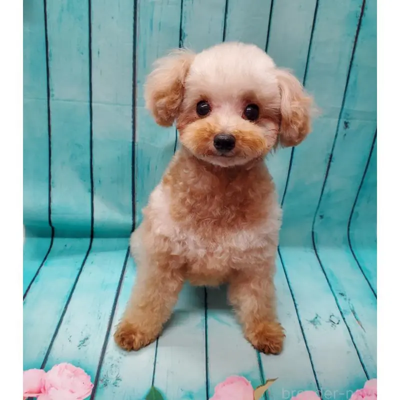 販売中の大阪府のタイニープードル-451381