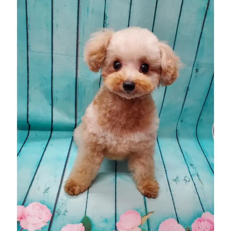 販売中の大阪府のタイニープードル-451381の10枚目