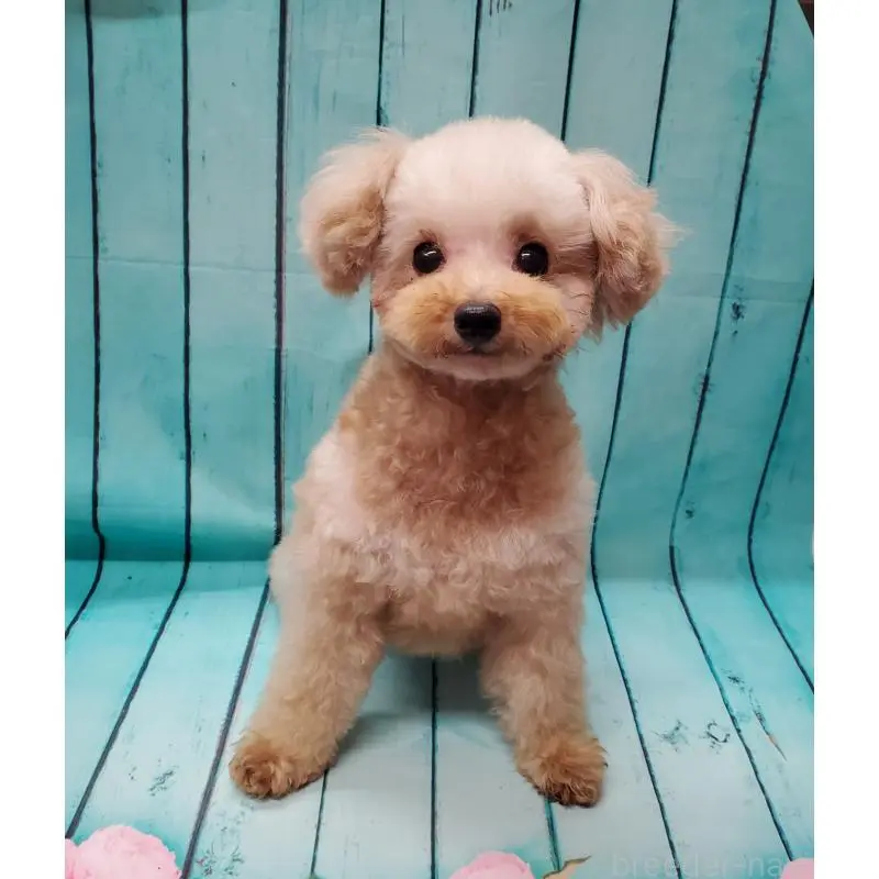 販売中の大阪府のタイニープードル-451381の9枚目