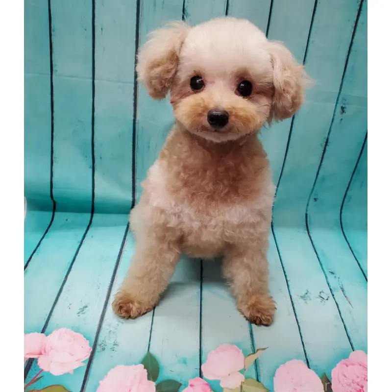 販売中の大阪府のタイニープードル-451381の8枚目