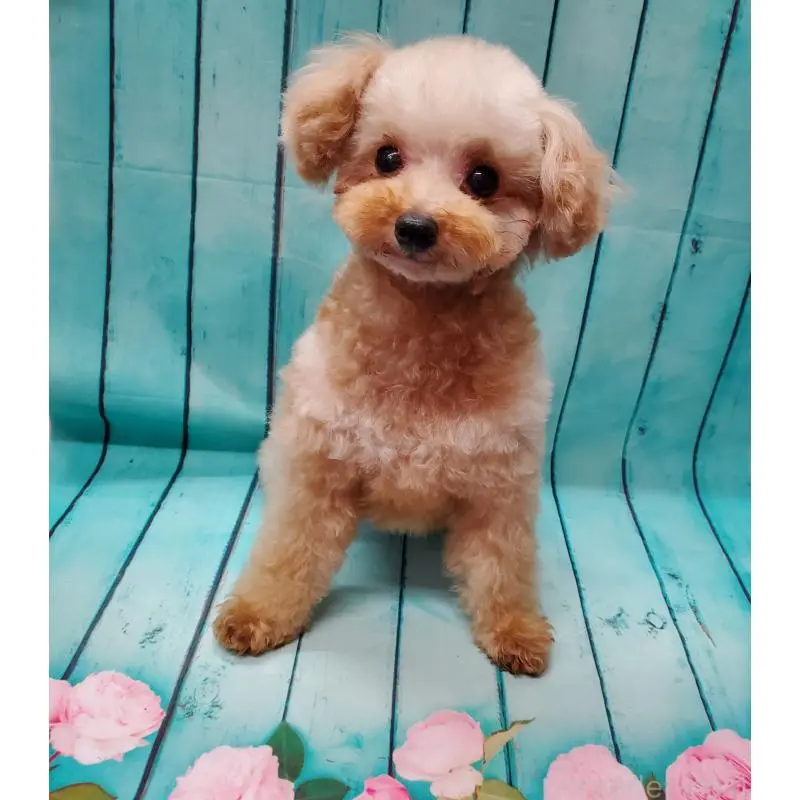 販売中の大阪府のタイニープードル-451381の7枚目