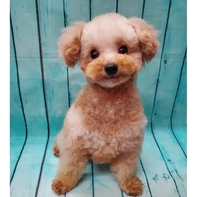 販売中の大阪府のタイニープードル-451381の5枚目