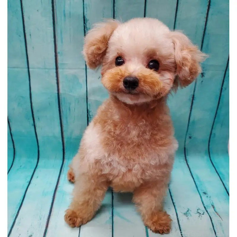 販売中の大阪府のタイニープードル-451381の4枚目