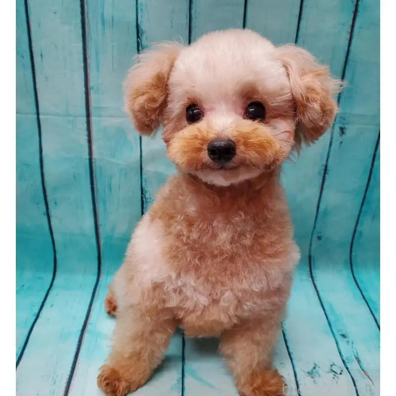 販売中の大阪府のタイニープードル-451381の3枚目