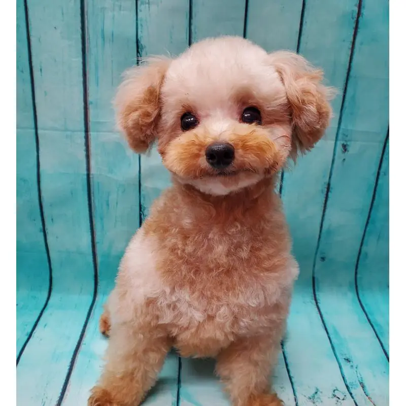 販売中の大阪府のタイニープードル-451381の2枚目