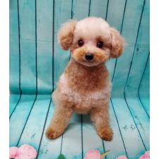 ♀︎タイニープードル