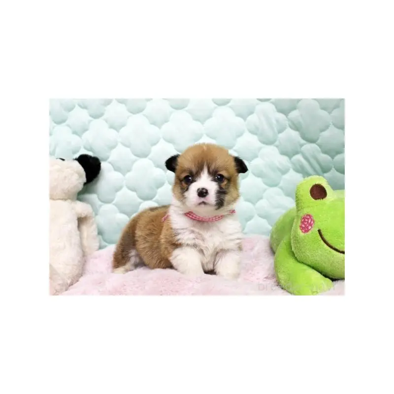 販売中の栃木県のウェルシュコーギーペンブローク-451398の4枚目