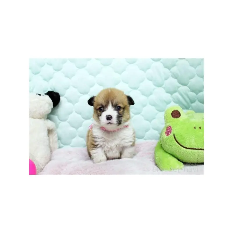 販売中の栃木県のウェルシュコーギーペンブローク-451398の3枚目