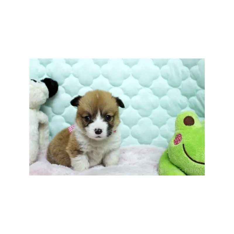 販売中の栃木県のウェルシュコーギーペンブローク-451398の2枚目