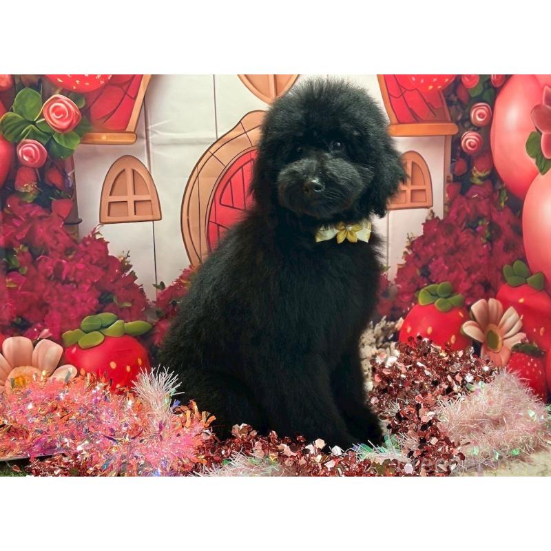 販売中の大阪府のラブラドゥードル:ラブラドールレトリーバー×プードル-427925の3枚目