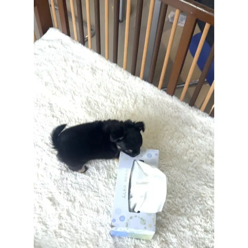 販売中の千葉県のチワワ(ロングコート)-451399の10枚目