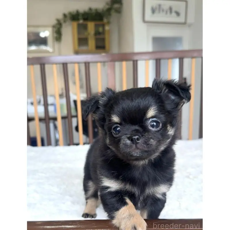 販売中の千葉県のチワワ(ロングコート)-451399の9枚目