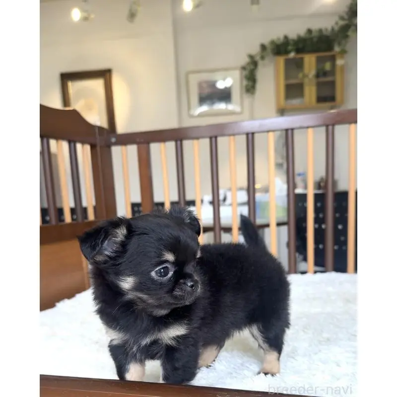 販売中の千葉県のチワワ(ロングコート)-451399の8枚目