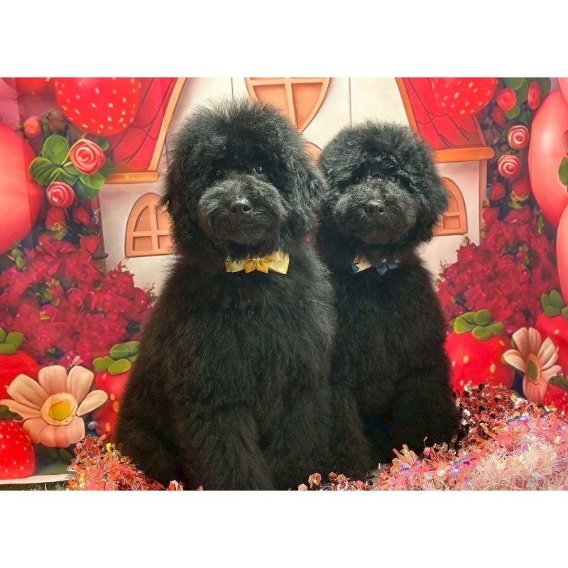 販売中の大阪府のラブラドゥードル:ラブラドールレトリーバー×プードル-427925の2枚目