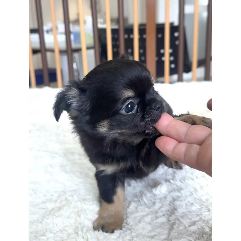 販売中の千葉県のチワワ(ロングコート)-451399の7枚目