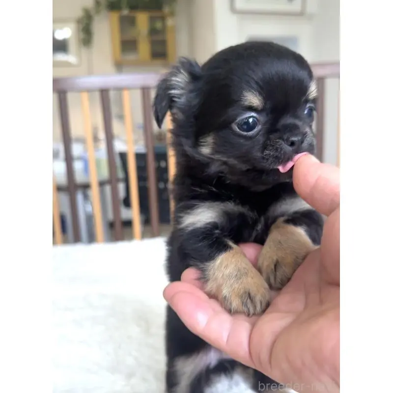 販売中の千葉県のチワワ(ロングコート)-451399の6枚目